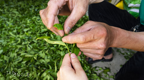 Oolong tea leaves softening