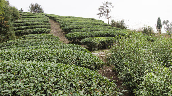 Tea fields in the Wuyi Mountains