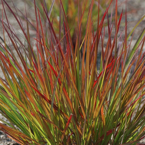 Andropogon Dancing Wind