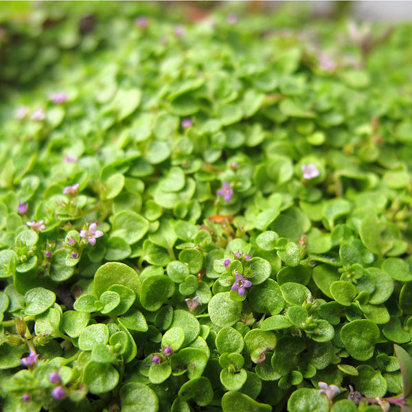 What is Corsican mint used for?