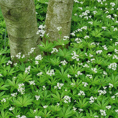 galium_odoratum_sweet_woodruff_700x700_f13e3255-9c52-41fa-b952-9d6886aacb21_1024x1024.jpeg