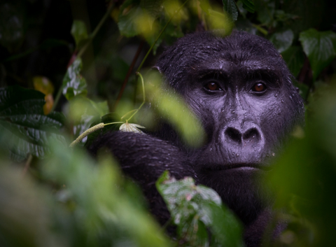 Gorilla Kanyonyi 