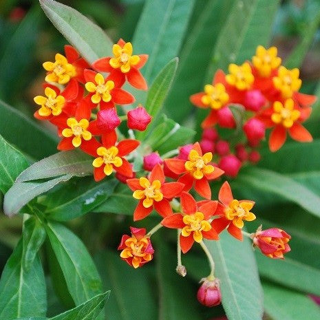 TỨ TUYỆT HOA - Page 21 Mexican_Butterfly_Weed_grande