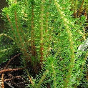 Mare's Tail | Hippuris vulgaris