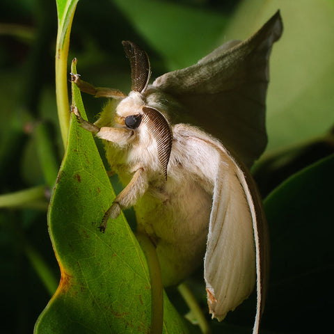 silkworm moth