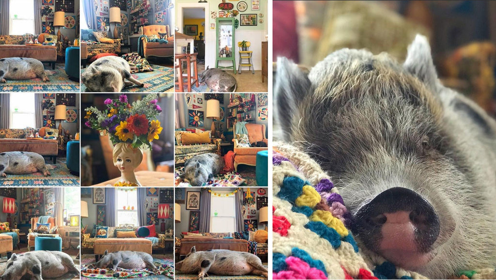 House Tour: Ryann’s pig called Norma Jean