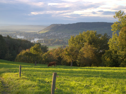 Cow on hillside eating grass
