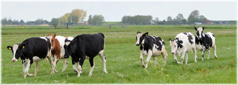 Cows Running