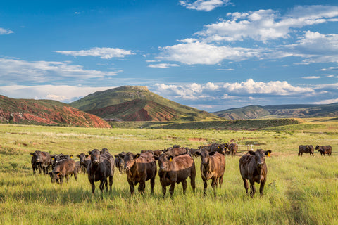 cattle ranch in colorado