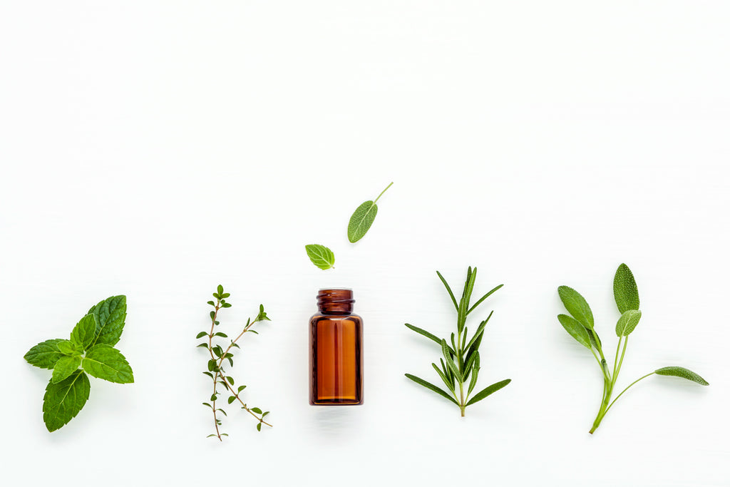 essential oils plants