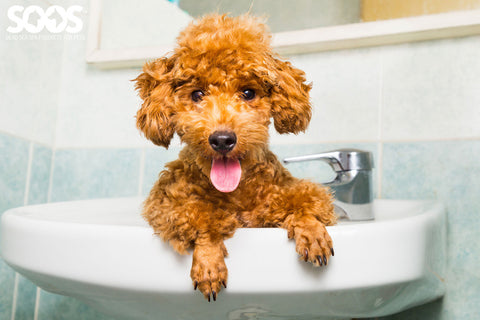 pet wash products