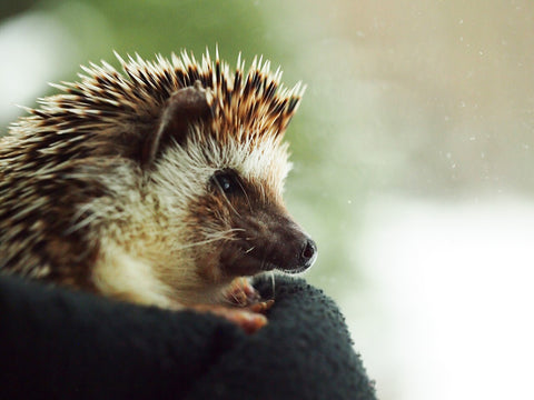 Boomer the Hedgehog watches the winter storm outside the BubbleGumDish studio on Groundhog Day