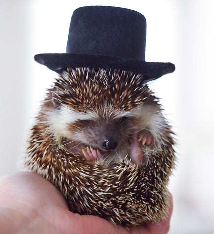 Boomer the Hedgehog puts on his Top Hat to Celebrate Groundhog Day at BubbleGumDish