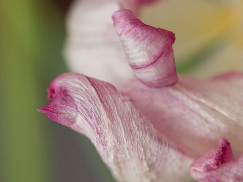 Tulips BubbleGumDish