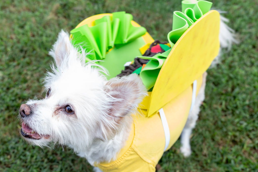 DIY Taco Dog Costume