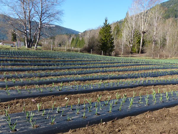 Red Lion Organic Garlic Farm, BC - garlic field