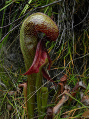 Darlingtonia