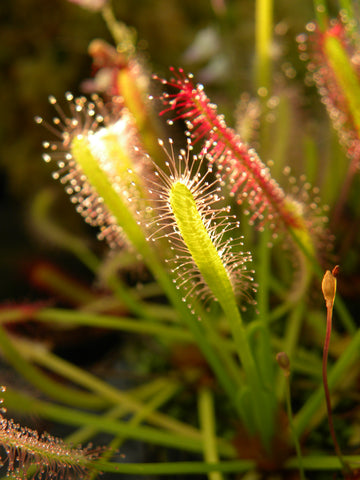 Drosera capensis