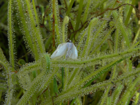 Drosera filiformis tracyi