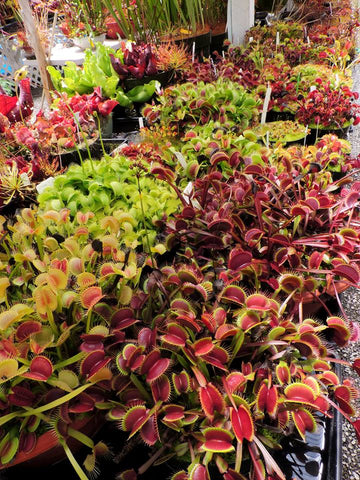 Venus flytraps at California Carnivores