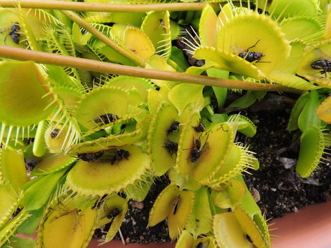 Gremlin flytrap