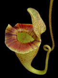 Highland Nepenthes for sale from California Carnivores