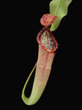 Lowland Nepenthes