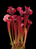 Sarracenia x 'Judith Hindle'