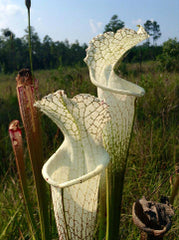 Sarracenia Leucophylla