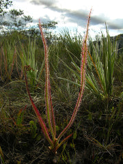 Temperate Sundew