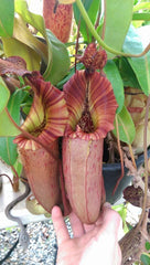 Nepenthes tiveyi