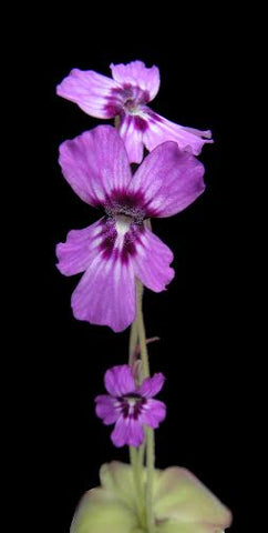 Pinguicula flower