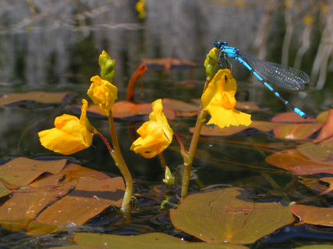 Utricularia gibba