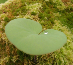 Utricularia cornigera