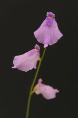 Utricularia pubescens