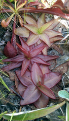 Pinguicula plantifolia