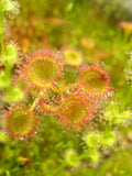 Winter Growing Sundews