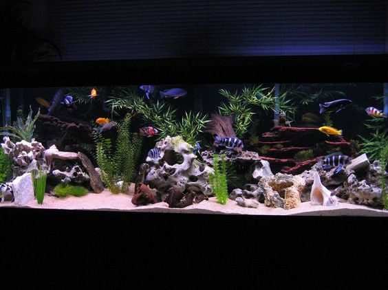 African Cichlid Tank A How To Setup Guide Aquariumstoredepot