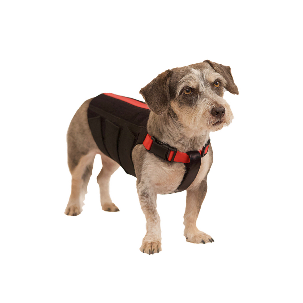 back brace for miniature dachshund