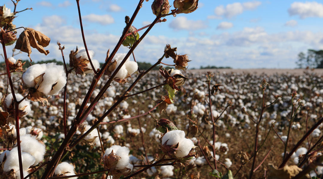 Large crop of cotton plants in a field on a sunny day