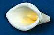 Calla Lily Flower - Medium 48 Count