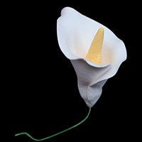 Calla Lily Single On Wire-Medium White 20 Count