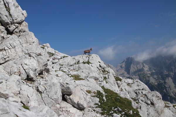 na vrhu slovenske smeri