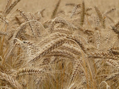 Il grano contiene FOS, difficili da digerire per l'intestino umano 