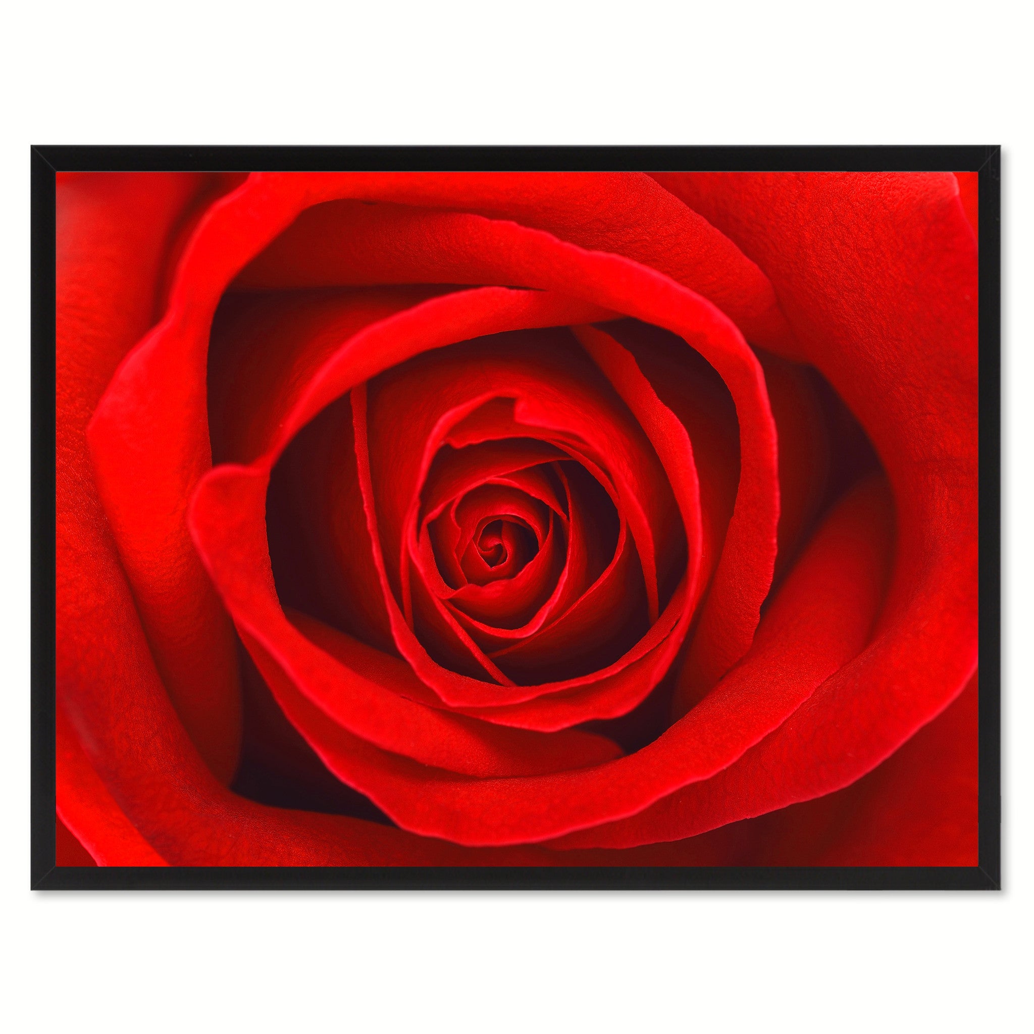 Red Rose Flower Framed Canvas Print Home Décor Wall Art