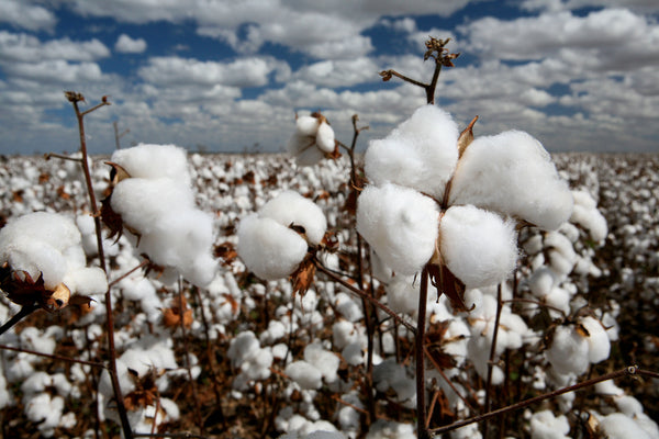 NC photocredit http://agrodaily.com/2014/08/04/southwestern-cotton/