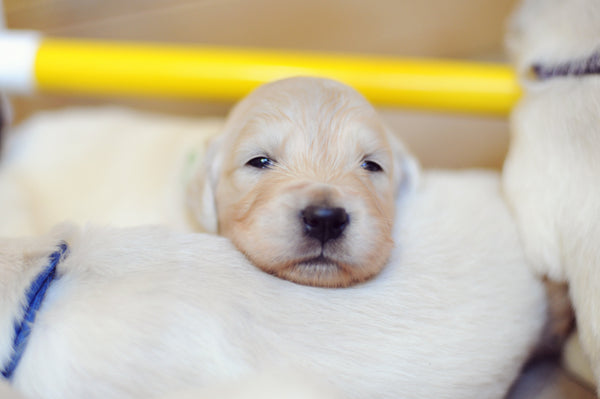 PVC Gym for Puppies