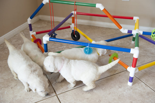 PVC Puppy Gym - DIY