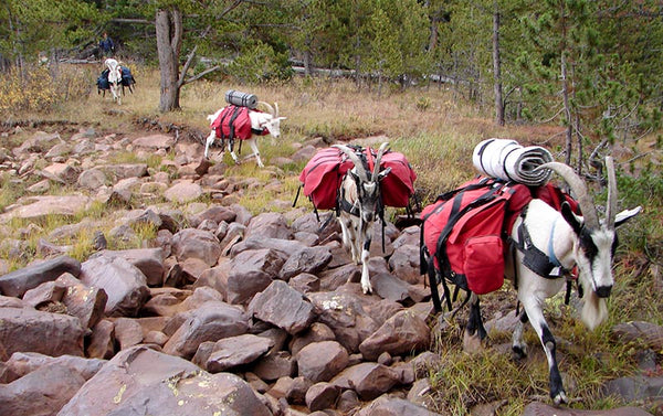 pack goats backpacking