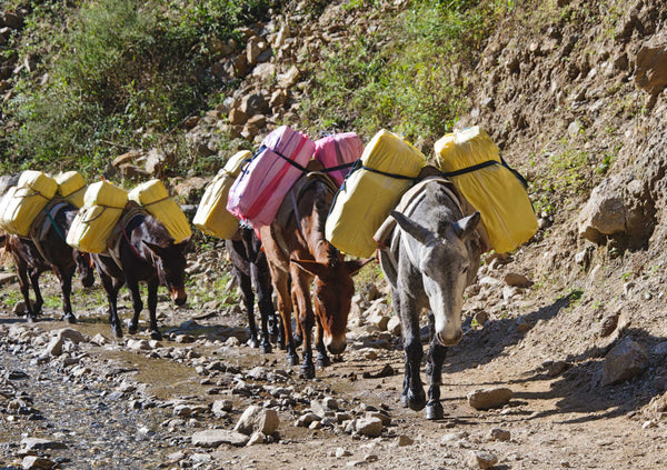 pack mules on mountain trail